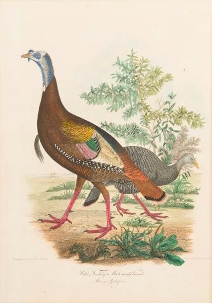 BONAPARTE (Charles Lucien).
American ornithology ; or, the natural history of birds inhabiting the United States, not given by Wilson.
Philadelphie : Carey, Lea & Carey : Londres : John Miller, 1825-1828. — 3 volumes (sur 4) grands in-4, 375 x 288 : (1 f.), vi pp., (1 f.), 105 pp., 9 planches ; vii, (1 f.), 95 pp., 6 planches ; (1 f.), 60 pp., (1 f.), 6 planches. Demi-maroquin rouge à coins, roulettes dorées, dos lisse orné (reliure de l’époque).

Édition originale.
Cet ouvrage sur les oiseaux d’Amérique est le supplément que donna le zoologue et homme politique italien Charles Lucien Bonaparte (1803-1857) au monumental American ornithologie d’Alexander Wilson paru en 9 volumes au début du siècle.
Dans le premier tome Bonaparte décrit 16 espèces d’oiseaux terrestres, dans le second il en décrit 74 dont 60 sont des espèces aquatiques. Le dernier est, quant à lui, consacré à la description d’espèces terrestres et aquatiques, à partir essentiellement des observations faites par le peintre et naturaliste Titian Ramsay Peale (1799-1885) en Floride.
Chaque espèce a été reproduite en couleurs sur 21 planches gravées sur cuivre par Alexander Lawson d’après A. Rider.
Il manque le 4e volume qui ne paraîtra qu’en 1833.

Frottements et importantes épidermures aux reliures. Fortes rousseurs, particulièrement dans les volumes 2 et 3, n’atteignant cependant pas les planches.

Provenance : Charles Campbell, avec cet ex-dono manuscrit de l’époque sur les gardes : « Edward to Charles Campbell. Merton Abbey. Surrey. England. » - Étiquette avec inscription russe gaufrée et numéro d’inventaire manuscrit.
