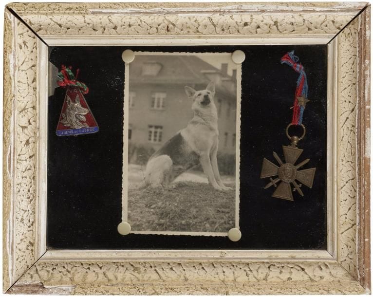 « Chien de guerre : Aty Caporal. 5e Cie. 19e BCP. »
Photographie d’un berger allemand accompagnée de sa médaille émaillée de chien de guerre, de sa plaque d’identité gravée de sa silhouette et « Aty Caporal 5e Cie 19e BCP » et de sa croix de guerre.
Encadrée sous verre.