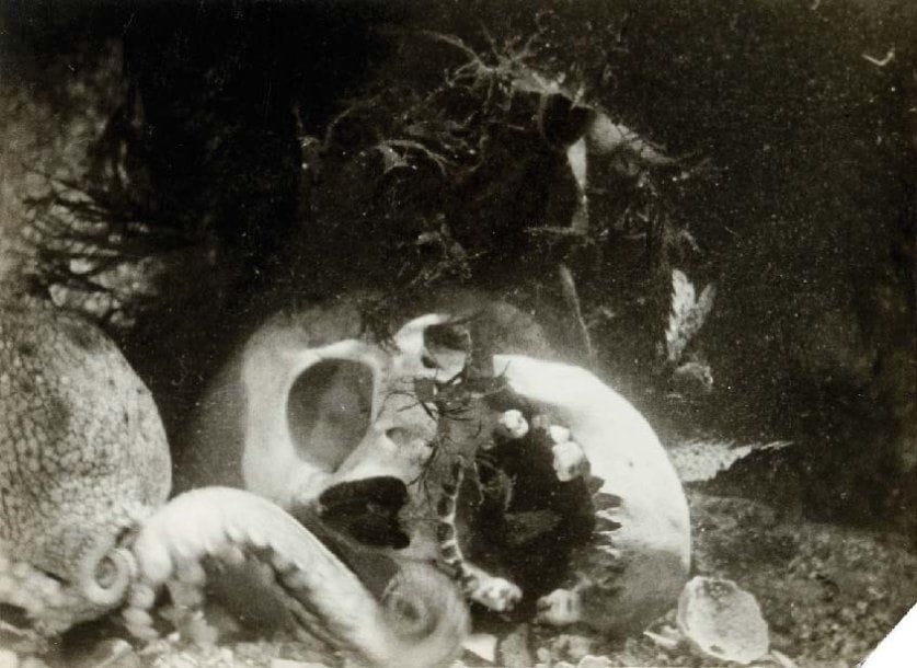 Jean Painlevé (1902-1989)
Pieuvre et tête de mort, c. 1928. Epreuve argentique d'époque, titrée et signée au verso. 16,5 x 22,5 cm. Manque un angle en bas à droite.