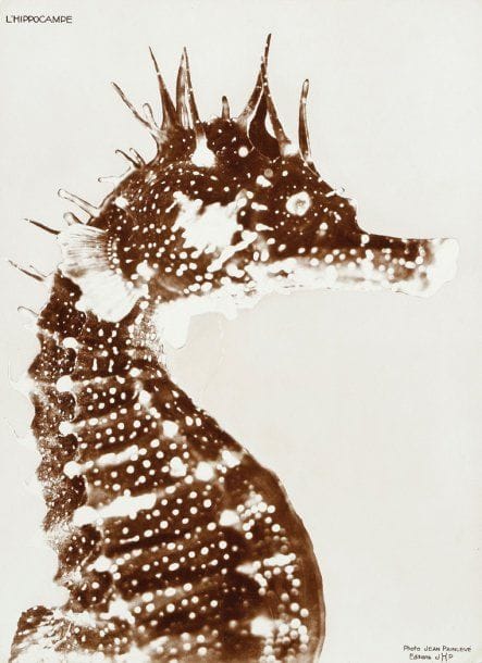 Jean Painlevé (1902-1989)
L'hippocampe, 1934. Epreuve argentique d'époque, titrée en haut à gauche et mention «Photo Jean Painlevé. Editions JHP» en bas à droite. 28 x 21 cm.