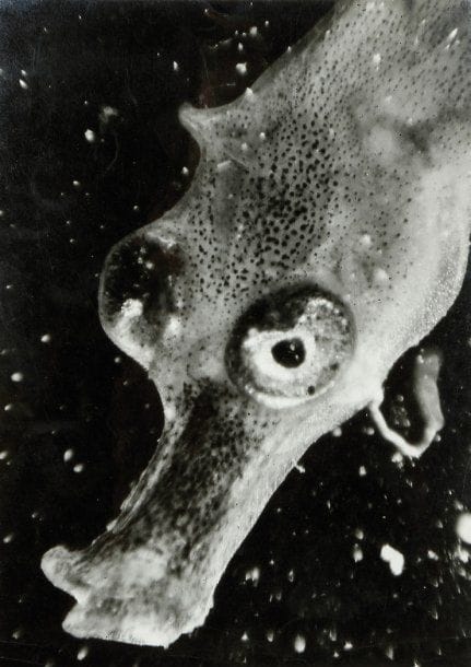 Jean Painlevé (1902-1989)
L'hippocampe (cheval marin). Museau d'un jeune hippocampe. c. 1930. Epreuve argentique d'époque, titrée et signée avec annotations manuscrites au verso : «L'oeil, le museau et les cellules colorées chez un hippocampe agé de quelques jours». 14 x 19 cm avec les marges.