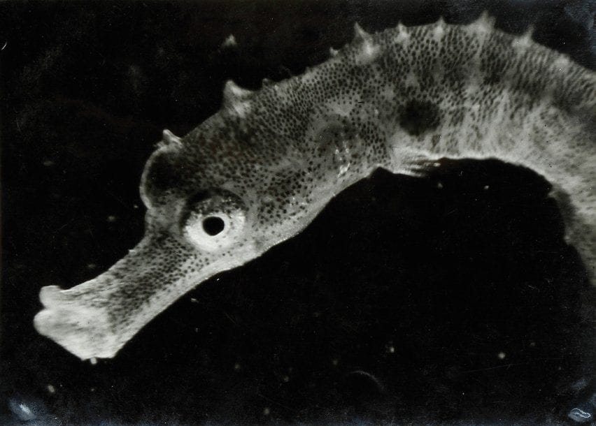 Jean Painlevé (1902-1989)
L'hippocampe. Cou et tête, hippocampe de quelques jours. c. 1930. Epreuve argentique d'époque, titrée et signée avec tampon du film au verso. 14 x 19 cm avec les marges.