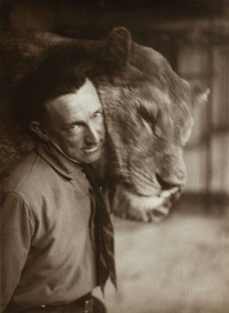 Dompteurs de fauves. Ménageries. Tigres et lions. c. 1930-1950. Les frères Amar. Henry Thétard. Jean Pezon. Fauves. 65 épreuves argentiques d'époque. Tampons de presse ou annotations manuscrites aux versos. Formats : de 8 x 11 à 22 x 28 cm.