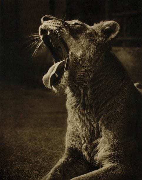 Lionne. Le bâillement. c. 1953. Epreuve argentique d'époque par T. Middleton, montée sur carton. Nombreuses étiquettes de concours photographiques et de Photo-Clubs au verso du support. 49,5 x 39,5 cm.