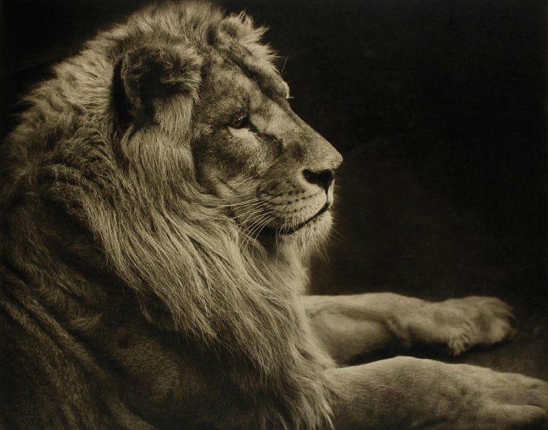 Lion d'Abyssinie. c. 1953. Epreuve argentique d'époque par T. Middleton, montée sur carton. Nombreuses étiquettes de concours photographiques et de Photo-Clubs au verso du support. 39,5 x 50 cm.