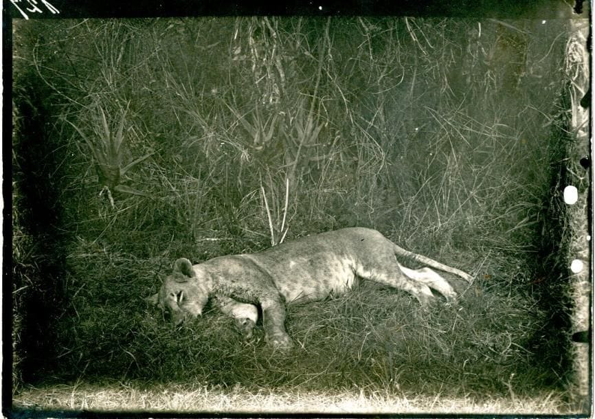 Photographe non identifié

Cameroun, c. 1910.

Lionne. Antilope. Ikoma. 

11 épreuves argentiques d'époque. Nombreuses légendes en allemand aux versos.

13 x 18 cm