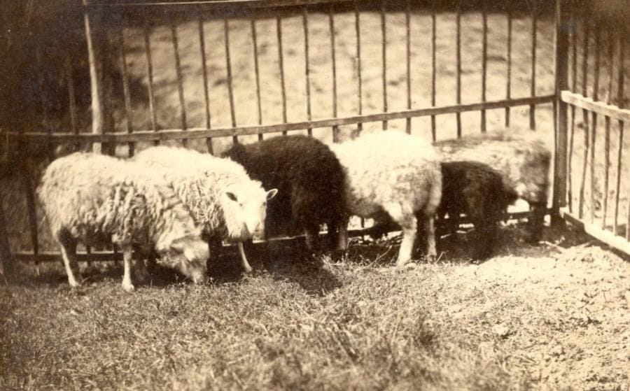 Constant Alexandre Famin (1827-1888) - A. Foncelle

Moutons, c. 1880. 

Deux (2) épreuves sur papier albuminé contrecollées sur cartons. Timbre sec du photographe (1) sur l'épreuve et tampon du photographe (1) au verso du montage. 

12,5 x 19 et 12 x 17 cm 