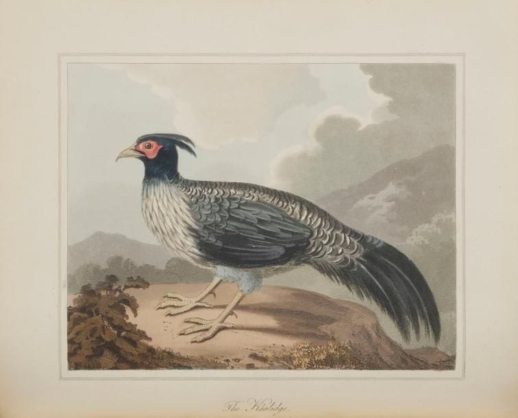 KIRKPATRICK (William).
An account of the kingdom of Nepaul, being the substance of observations made during a mission to that country, in the year 1793.
Londres : W. Bulmer et Co pour William Miller, 1811. — In-4, 291 x 232 : (2 ff.), xix, 386 pp., (3 ff.), 1 carte, 14 planches. Veau fauve, double filet doré en encadrement sur les plats, dos à faux nerfs orné, roulette dorée intérieure, tranches marbrées (reliure anglaise de l’époque).{CR}Édition originale du premier livre européen donnant un étude complète sur le royaume népalais.
William Kirkpatrick (1754-1812) fut le premier anglais à visiter le Népal. Il dirigea une mission diplomatique pour la East India company en 1793, envoyé par Lord Cornwallis pour recueillir des informations et intervenir dans un différend entre le Népal et la Chine concernant le Tibet. De ce séjour, il en rapporta de précieuses notes sur la géographie, l’histoire, les antiquités, la religion, l’agriculture, le commerce et les institutions, qui furent publiées dans cet ouvrage.
L’édition est illustrée d’une grande vignette sur le titre, d’une très grande carte dépliante du Népal et de 14 planches dont une en couleurs.
Exemplaire de Frederick Marshman Bailey (1882-1967), officier de l’Armée des Indes, agent secret, explorateur, linguiste et botaniste britannique. Il servit notamment au Tibet où il fut l’un des premiers européens à pénétrer en Assam et en Perse.
Charnières fragiles, coins émoussés, frottements d’usage, quelques taches sur les plats, dos et haut du premier plat éclaircis. Très bel état intérieur.
Provenances : Frederick Marshman Bailey, avec ex-libris. - Evrard de Rouvre, avec ex-libris (Vente II, 22 mai 1980, n°97). - Dominique et Yvan Comolli, avec ex-libris.