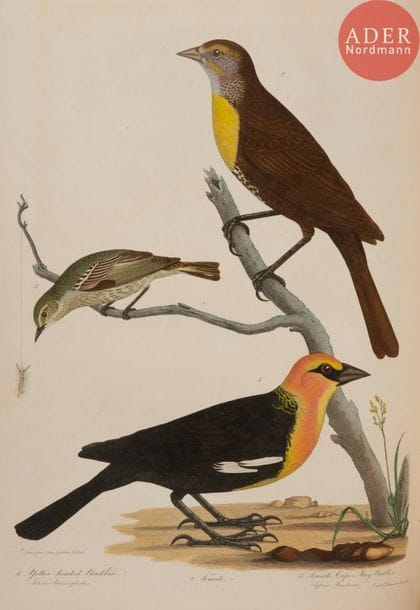 BONAPARTE (Charles Lucien).
American ornithology ; or, the natural history of birds inhabiting the United States, not given by Wilson.
Philadelphie : Carey, Lea & Carey : Londres : John Miller, 1825-1828. — 3 volumes (sur 4) grands in-4, 375 x 288 : (1 f.), vi pp., (1 f.), 105 pp., 9 planches ; vii, (1 f.), 95 pp., 6 planches ; (1 f.), 60 pp., (1 f.), 6 planches. Demi-maroquin rouge à coins, roulettes dorées, dos lisse orné (reliure de l’époque).
Édition originale.
Cet ouvrage sur les oiseaux d’Amérique est le supplément que donna le zoologue et homme politique italien Charles Lucien Bonaparte (1803-1857) au monumental American ornithologie d’Alexander Wilson paru en 9 volumes au début du siècle.
Dans le premier tome Bonaparte décrit 16 espèces d’oiseaux terrestres, dans le second il en décrit 74 dont 60 sont des espèces aquatiques. Le dernier est, quant à lui, consacré à la description d’espèces terrestres et aquatiques, à partir essentiellement des observations faites par le peintre et naturaliste Titian Ramsay Peale (1799-1885) en Floride.
Chaque espèce a été reproduite en couleurs sur 21 planches gravées sur cuivre par Alexander Lawson d’après A. Rider.
Il manque le 4e volume qui ne paraîtra qu’en 1833.
Frottements et importantes épidermures aux reliures. Fortes rousseurs, particulièrement dans les volumes 2 et 3, n’atteignant cependant pas les planches.
Provenance : Charles Campbell, avec cet ex-dono manuscrit de l’époque sur les gardes : « Edward to Charles Campbell. Merton Abbey. Surrey. England. » - Étiquette avec inscription russe gaufrée et numéro d’inventaire manuscrit.