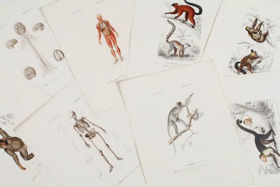 FOURNIER, ANNEDOUCHE, MANCEAU, BEYER Mammifères : primates 24 x 32 cm. Ensemble de 8 pièces. Le Dictionnaire universel d'histoire naturelle (1841-1849), dirigé par Charles d'Orbigny et publié par le bureau principal des éditeurs (M. Renard, Martinet et Cie) fut édité dans un souci de vulgarisation à une époque de très vif intérêt pour les sciences naturelles. Il présente un état exhaustif des connaissances contemporaines en seize volumes dont trois atlas de planches. Gravées par Fournier, Pardinel, Annedouche... d'après Traviès et Maubert pour la plupart, ces estampes scientifiques de très belle qualité furent finement rehaussées à l'aquarelle et à la gomme arabique pour leur donner du relief. Edouard Traviès (1809-1870) fut un peintre réputé pour ses aquarelles illustrant avec une extrême précision oiseaux et insectes tandis qu'Edouard Maubert (1806-1870), « peintre d'histoire naturelle » s'était spécialisé dans la botanique, notamment dans la représentation des roses. L'engouement pour les sciences et la volonté d'exactitude étaient dans l'air du temps, ces artistes en étaient les vecteurs. Le présent ensemble est composé d'un choix de planches en beaux coloris gommés du temps.