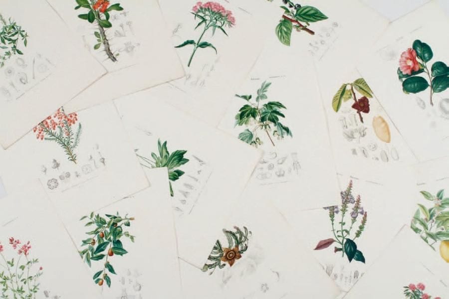 FOURNIER, ANNEDOUCHE Botanique 31,3 x 24,6 cm. Ensemble de 15 pièces.