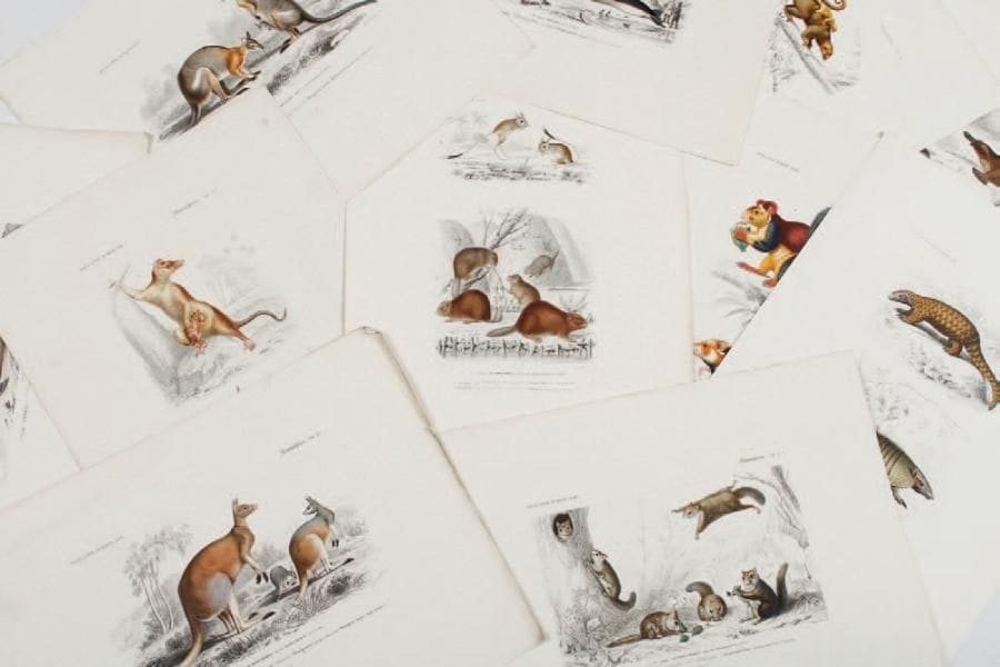 FOURNIER, ANNEDOUCHE Mammifères : rongeurs, édentés, marsupiaux, monotrèmes, cétacés 24 x 32 cm. Ensemble de 11 pièces.