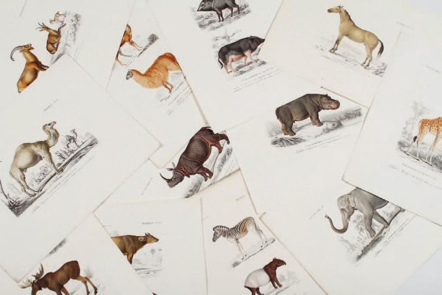 FOURNIER, ANNEDOUCHE Mammifères : pachydermes, ruminants 24,8 x 32,8 cm. Ensemble de 12 pièces.