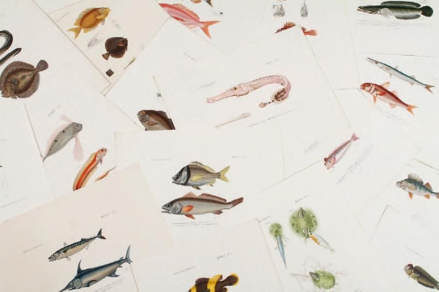 FOURNIER, ANNEDOUCHE Poissons 32,5 x 25 cm. Ensemble de 18 pièces.