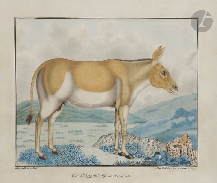 Aloys ZÖTL (1803 - 1887)
Der Dshiggetai. Equus hemionius, 1880
Aquarelle et encre.
Signée et datée « Alois Zötl fecit am 12 Mai 1880 » en bas à droite.
Annotée « Saügethiere Tab. »
Légendée en pied.
43 x 54 cm

Provenance : 
- Maître Maurice Rheims, vente Aloys Zötl, Hôtel Drouot, Paris, 19 décembre 1955, n°107.
- Collection Louis Amic.

Bibliographie : 
Julio Cortázar, Le Bestiaire d’Aloys Zötl (1831-1887), Parme, Franco Maria Ricci éditeur, 1976, reproduit p. 101.