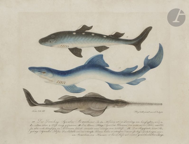 Aloys ZÖTL (1803 - 1887)
Der Dornhay Squalus Acanthias - Der blaue Hay Squalus Glaucus - Der Sägefisch, 1833
Aquarelle.
Signée « Aloys Zötl pinxit 21st July 1833 ».
Annotée « Fische Tab. 21 » en bas à gauche.
Légendée en pied.
(Insolation).
41 x 53 cm

Provenance : 
Maître Maurice Rheims, Vente Aloys Zötl, Hôtel Drouot, Paris, 3 mai 1956, n°51.