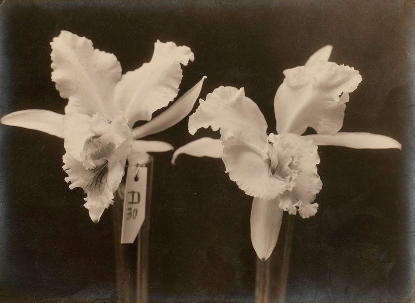 Photographe non identifié 

Orchidées, c. 1930. 

Deux (2) épreuves argentiques d'époque. 

Formats : de 11,5 x 17 à 17 x 23 cm



Les orchidées tirent leurs noms du grec Phalaenopsis : phaina pour papillon et opsis pour apparence.