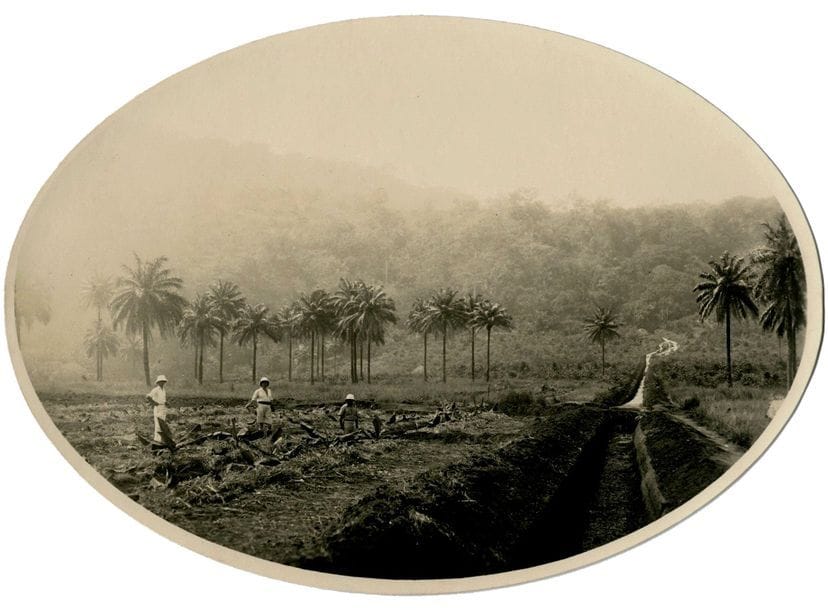 A. Deschacht 

Guinée, c. 1920-1930. 

Conakry, La Perle de l'A.O.F. 

Le Milo à Kankan. Pita. Kindia. Îles de Loos. Plantations. Route de Manéah. Plantation de la Camayenne. La Kitema. Types ethnographiques. Marchés.  

42 épreuves argentiques d'époque. Nombreuses légendes à la mine de plomb aux versos. 

Formats des épreuves : de 7 x 17 à 17 x 23 cm