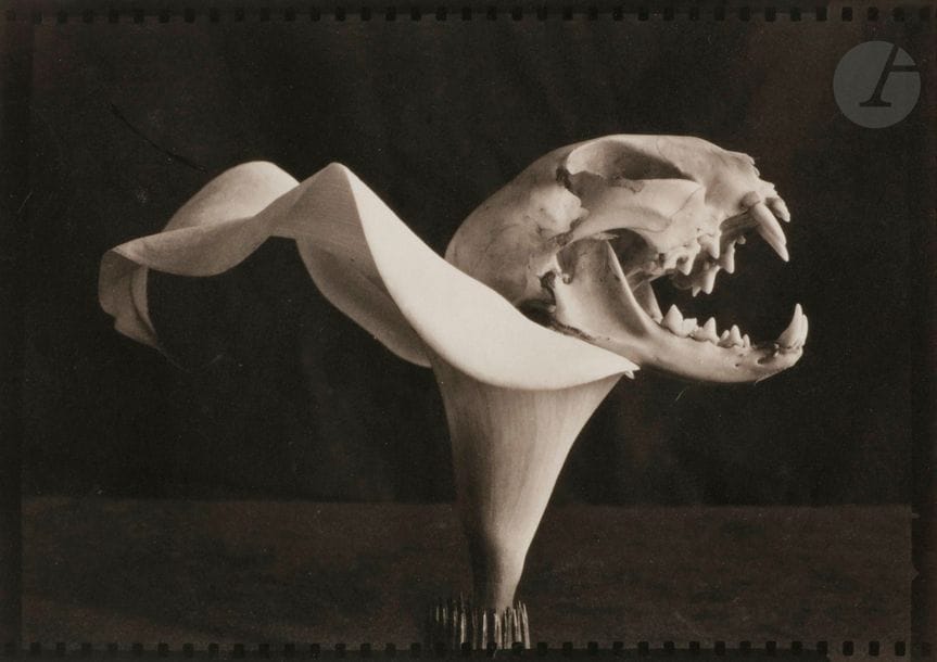 Rondal Partridge (1917-2015)
Hood ornament, 1997. 
Épreuve au platine, signée et datée au crayon au verso, montée sous passe-partout avec tampon du photographe, titre et date manuscrits sur le montage. 
12,5 x 17,5 cm