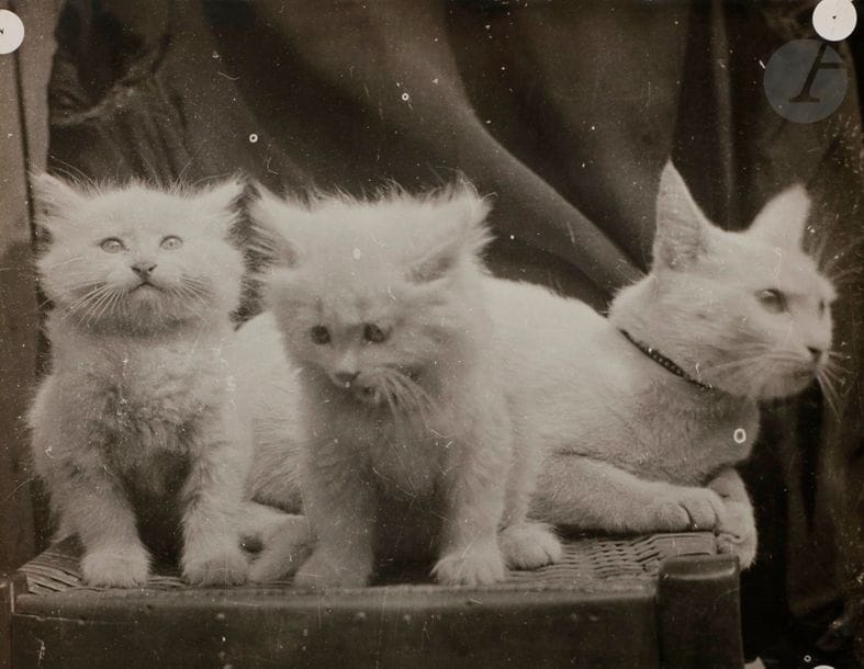 José María Sert y Badía (1874-1945)
Étude d’animaux, c. 1920-1930. 
Chat et ses deux chatons. 
Épreuve argentique d’époque. 
21,5 x 27,8 cm