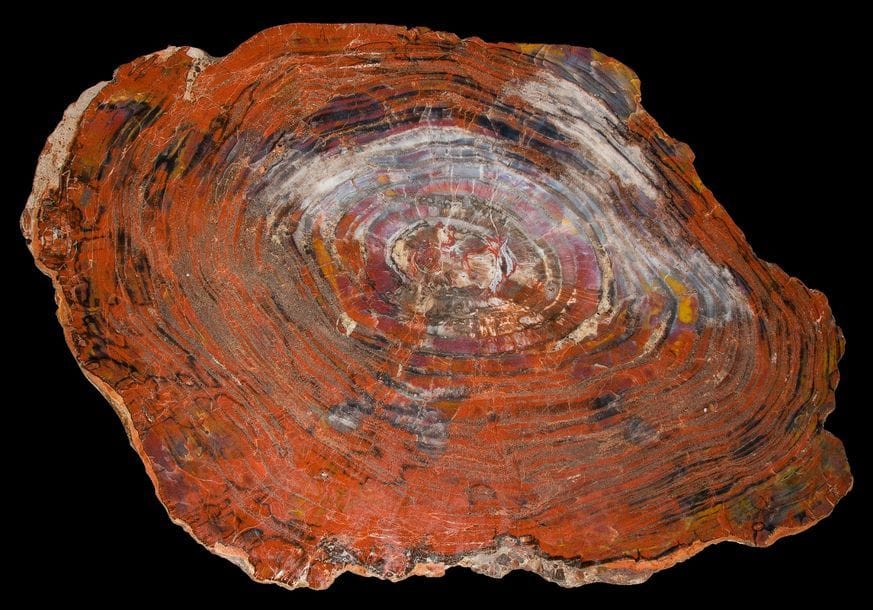 Grande plaque de bois fossilisé dit bois pétrifié 

Envrion 100 x 63 cm