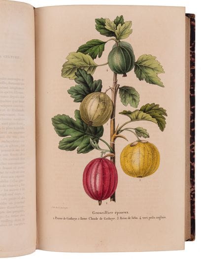 MORREN (father and son).

La Belgique Horticole,...