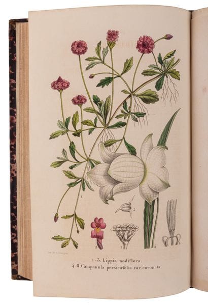 MORREN (father and son).

La Belgique Horticole,...
