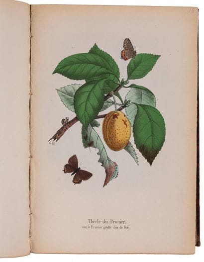 DUBOIS, Charles Frédéric & Alphonse.

The...