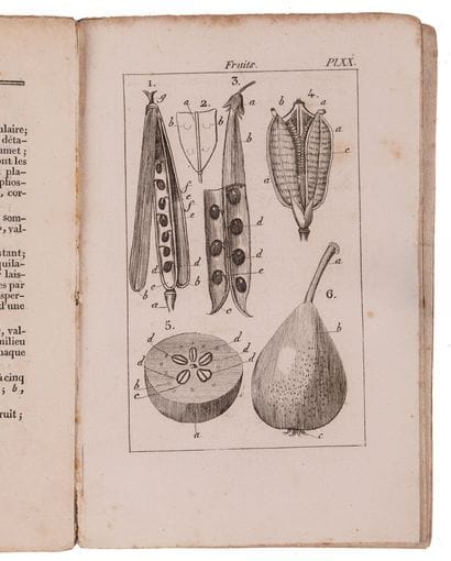 [LESLIBOUDOIS, Thémistocle Gaspard].

Botany...