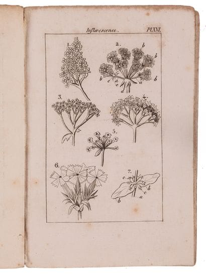 [LESLIBOUDOIS, Thémistocle Gaspard].

Botany...