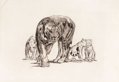 Paul JOUVE (1878-1973)

Tigresse et ses petits,...
