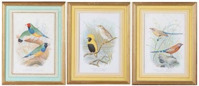 Frederick William FROHAWK (1861-1946)
GOULDIAN...