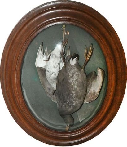 CONTINUED BY 4 OVALS with naturalized birds....