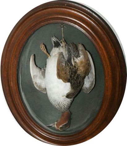 CONTINUED BY 4 OVALS with naturalized birds....
