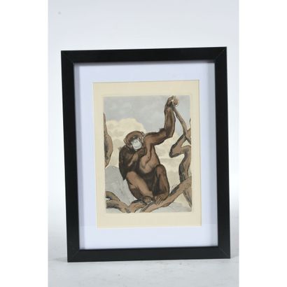 JOUVE Paul (1878-1973). (After). 4 etchings...