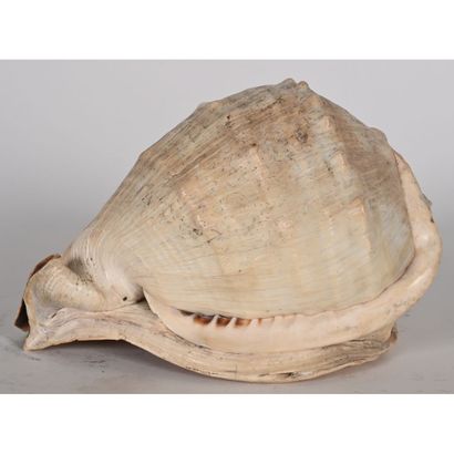 GRAND COQUILLAGE des îles Vierges avec un...