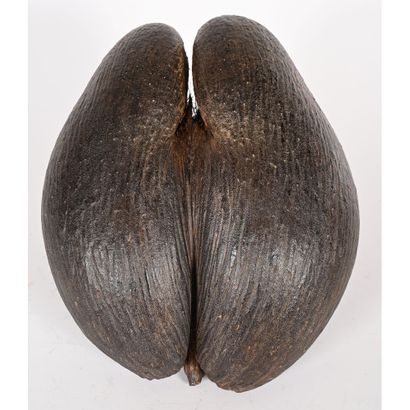 GRANDE COCO-FESSE. Provenance Seychelles....