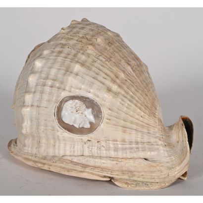 GRAND COQUILLAGE des îles Vierges avec un...