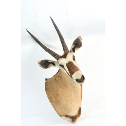 TETE naturalisée d’Oryx tournée vers la droite...