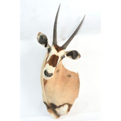 TETE naturalisée d’Oryx tournée vers la gauche...