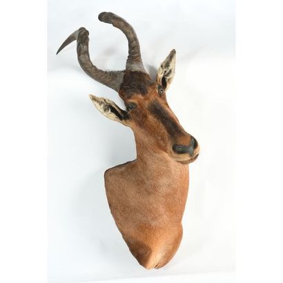 TETE naturalisée de bubale roux (Ch). Tête...