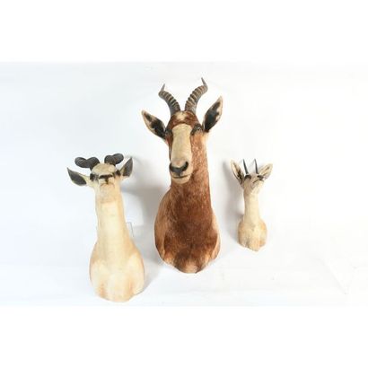 3 TETES naturalisées d’Antilope en cape....