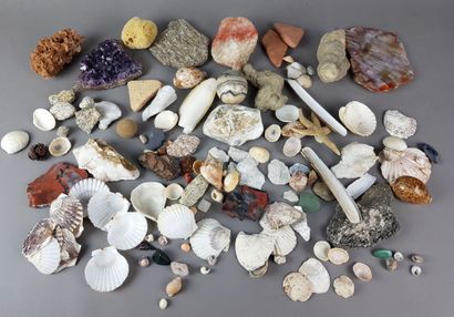 LOT of shells, minerals and hard stones -...