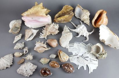 LOT of shells including cockles and mollusks,...