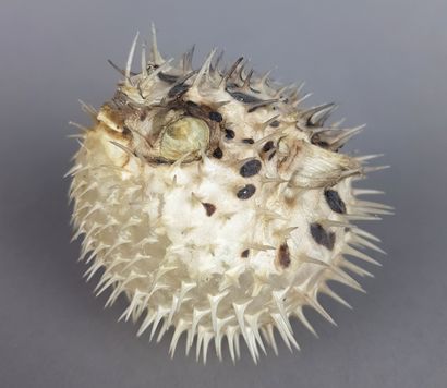 DIODON HOLOCANTHUS naturalisé, H 8 x L 9...