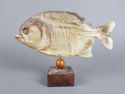 Naturalized PIRANHA, presented on a wooden...