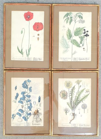 LOT de quatre planches naturaliste en couleurs,...