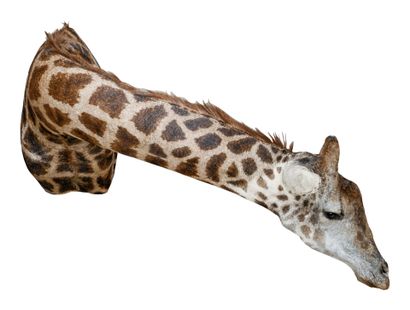 Girafe naturalisée en buste
L : 210 cm