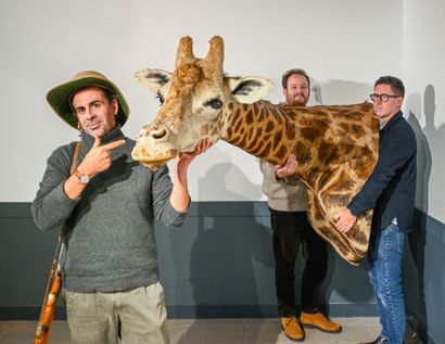 Girafe naturalisée en buste
L : 210 cm