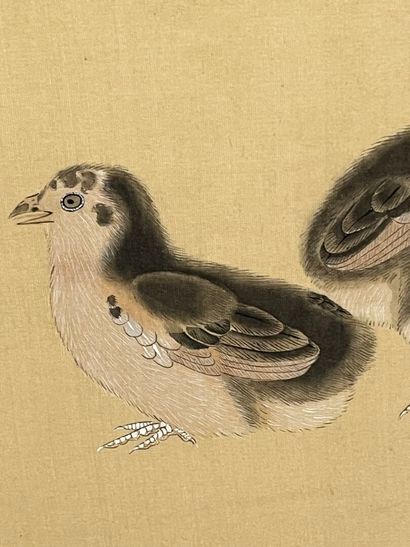 D'après LI-TI
Oisillons
Reproduction sur...